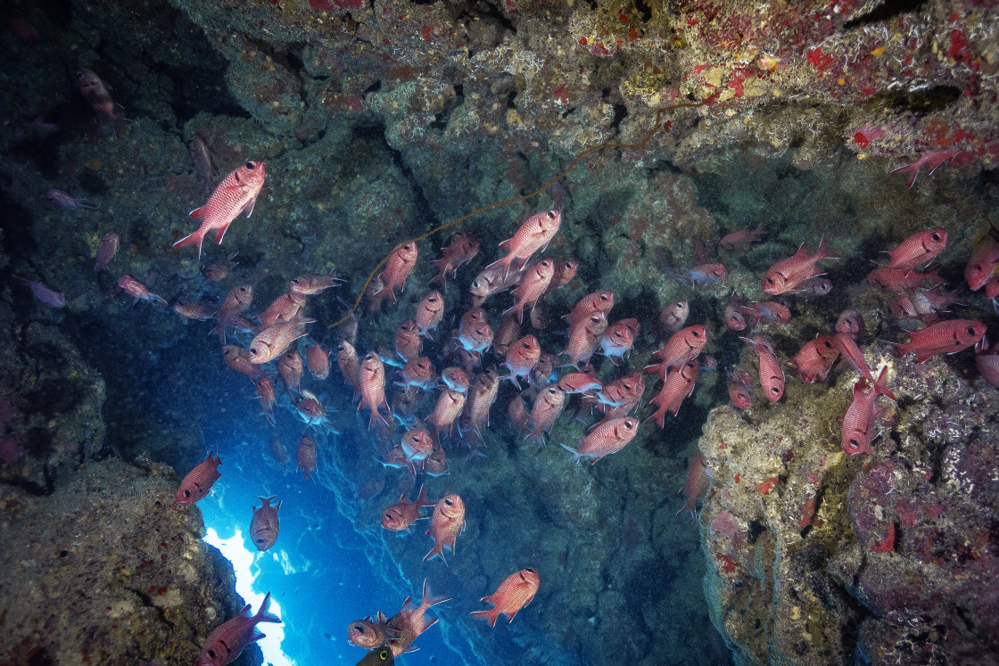 "Soldierfish 14" stock image