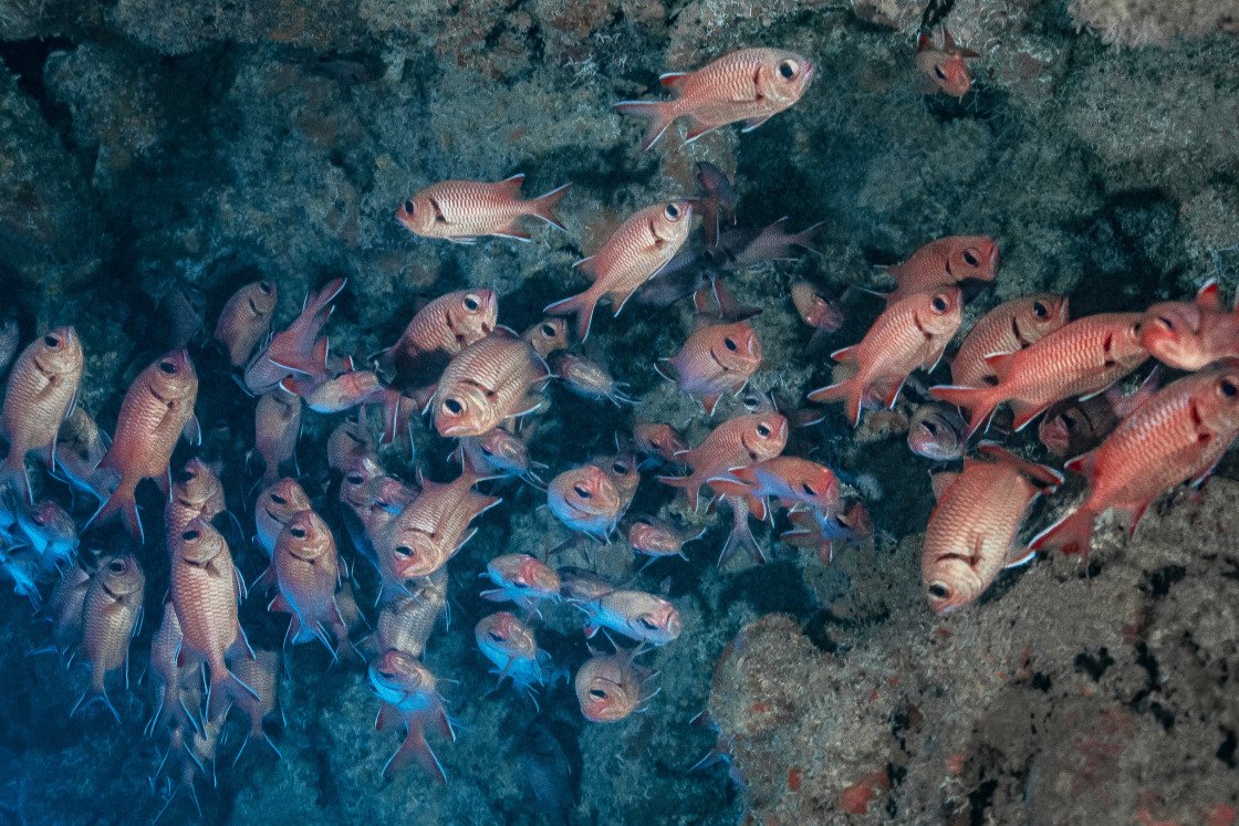 "Soldierfish 13" stock image