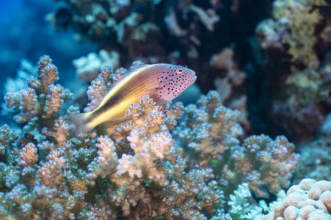 "Hawkfish 06" stock image