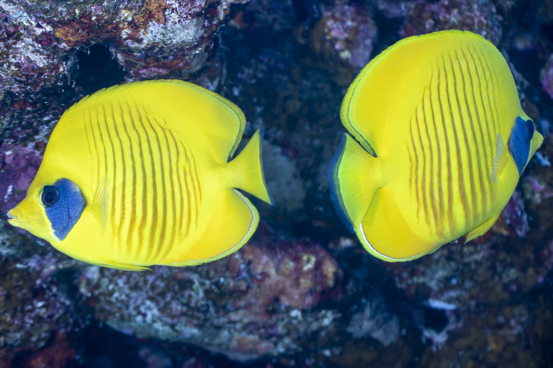 "Butterflyfish 08" stock image