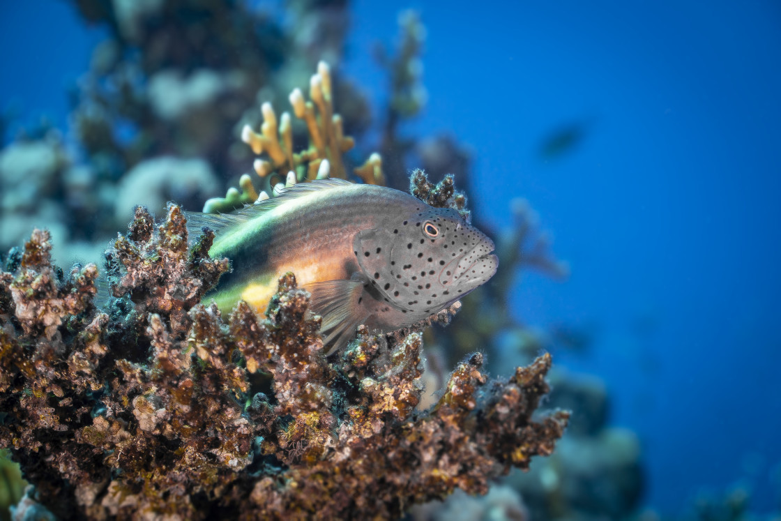 "Hawkfish 08" stock image