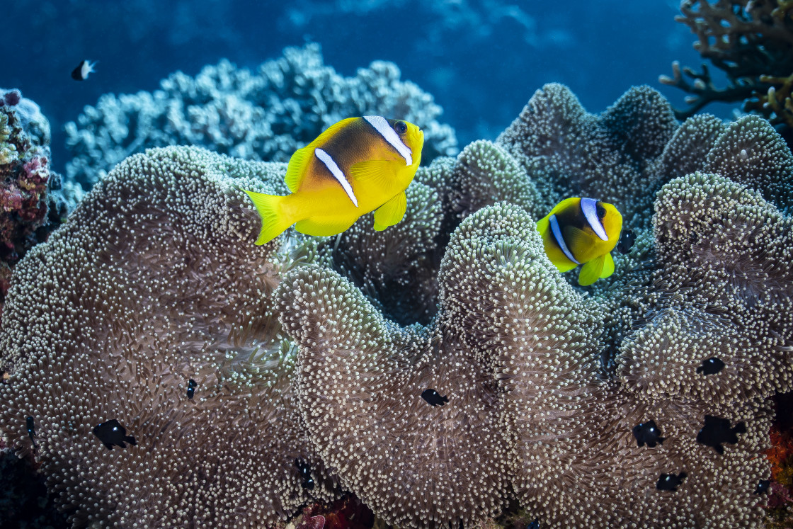 "Clownfish 48" stock image