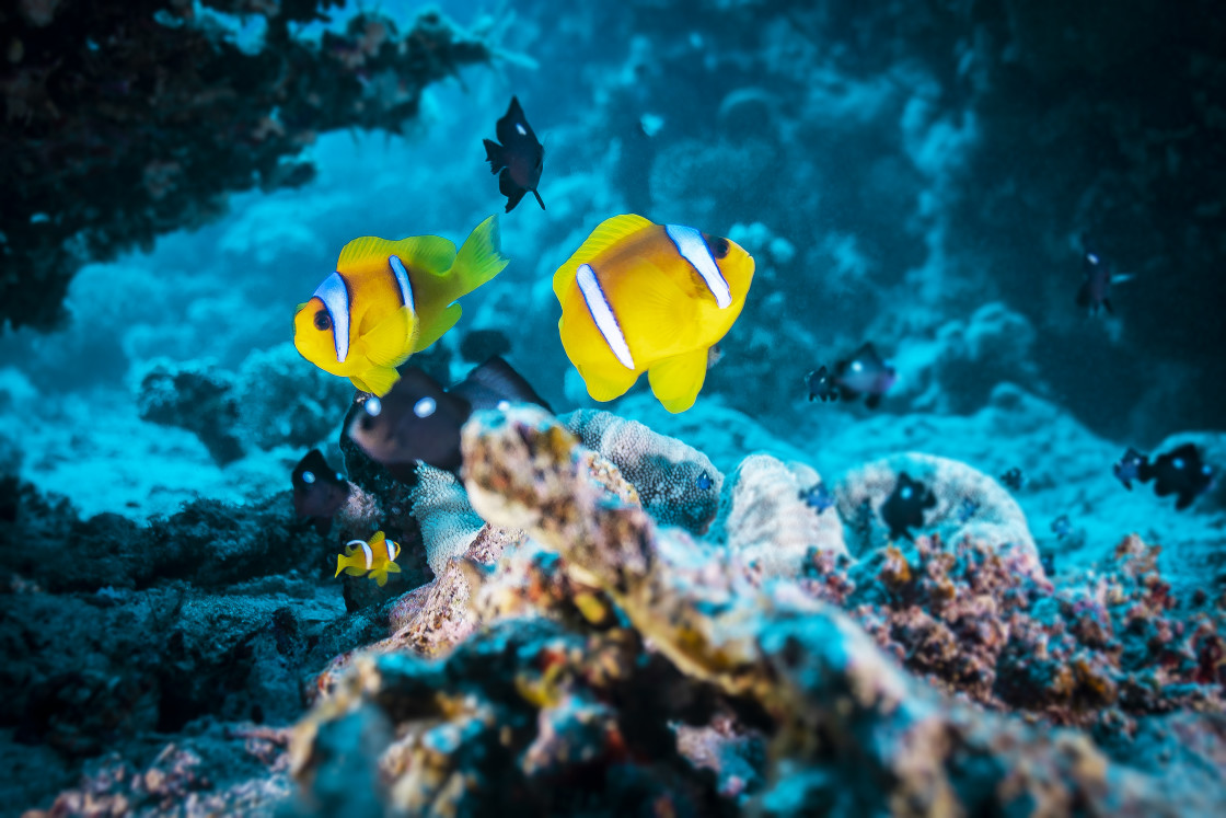 "Clownfish 53" stock image