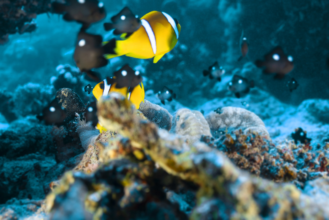 "Clownfish 52" stock image