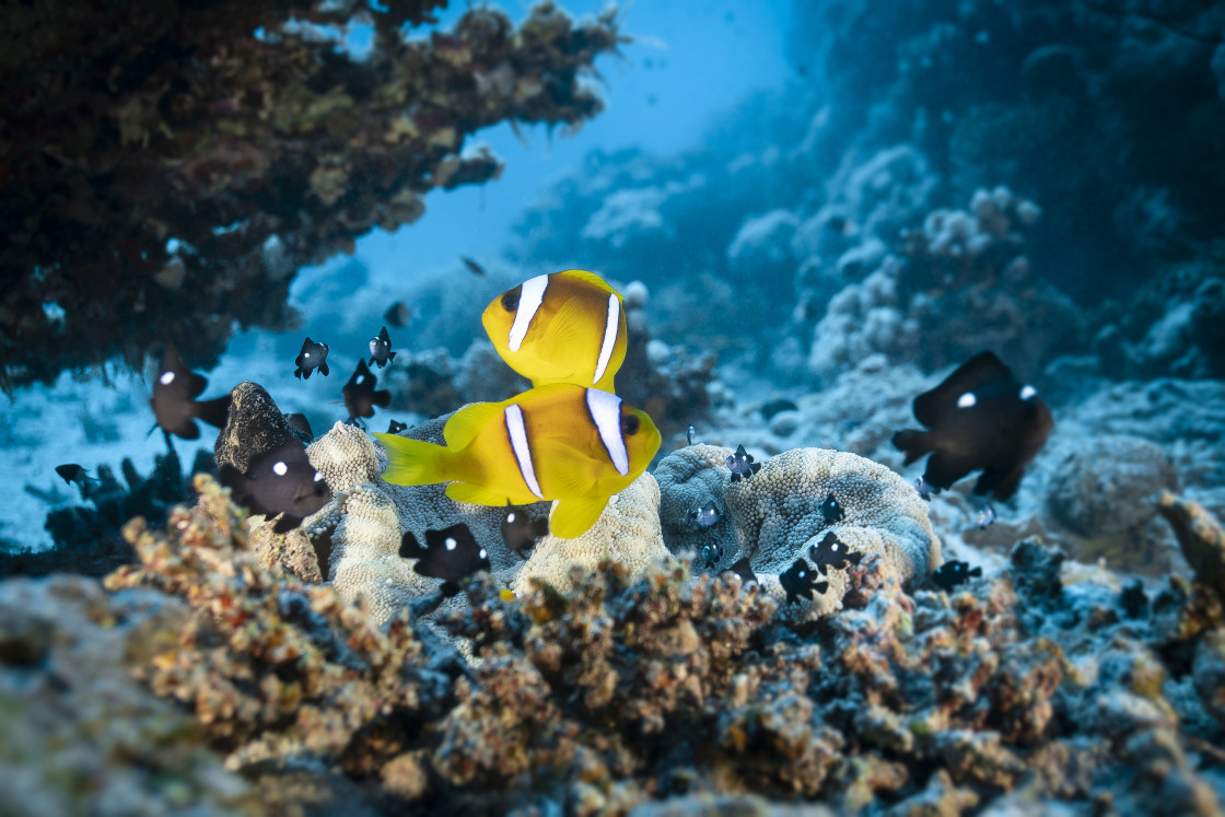 "Clownfish 51" stock image