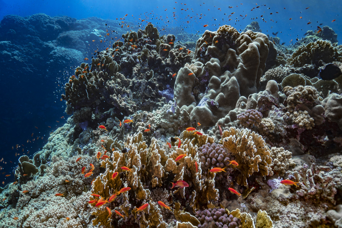 "Reef 83" stock image