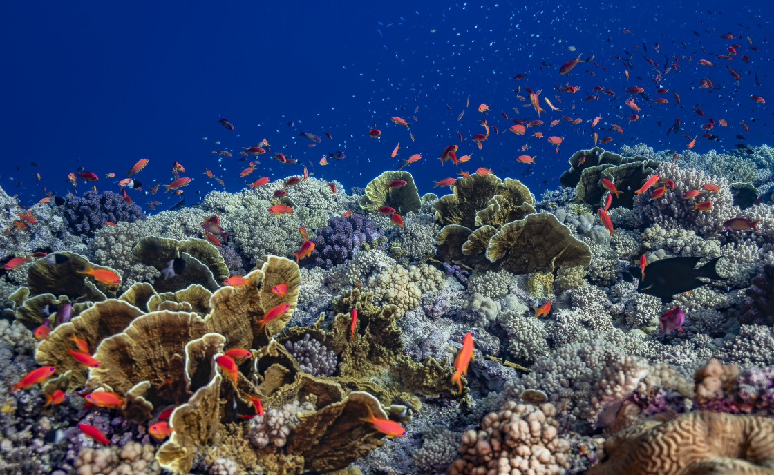 "Reef 81" stock image