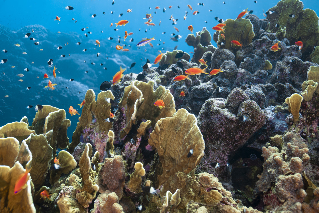 "Reef 85" stock image