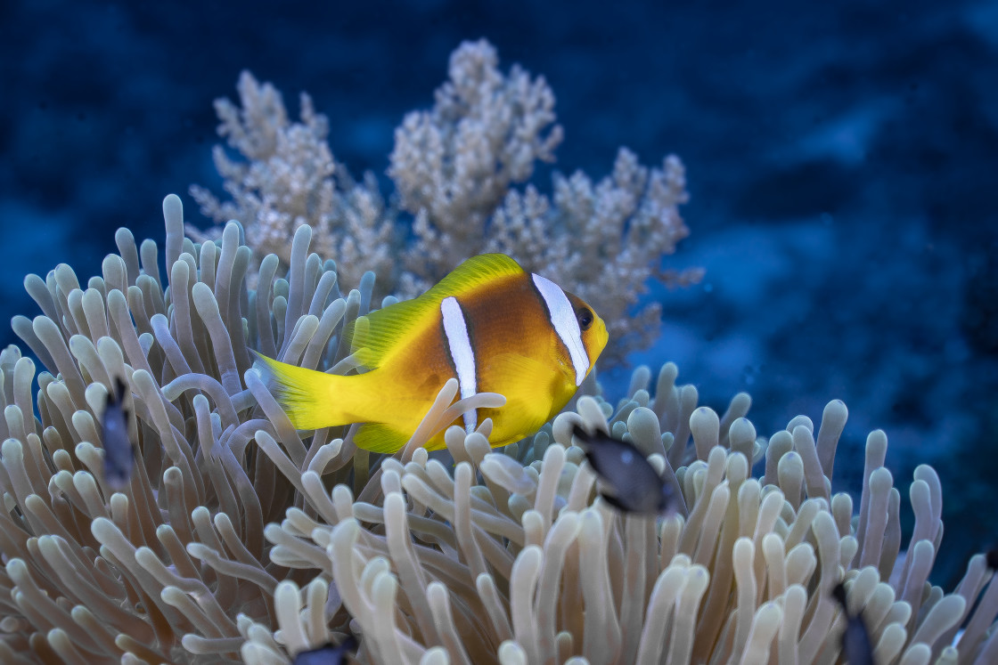 "Clownfish 62" stock image