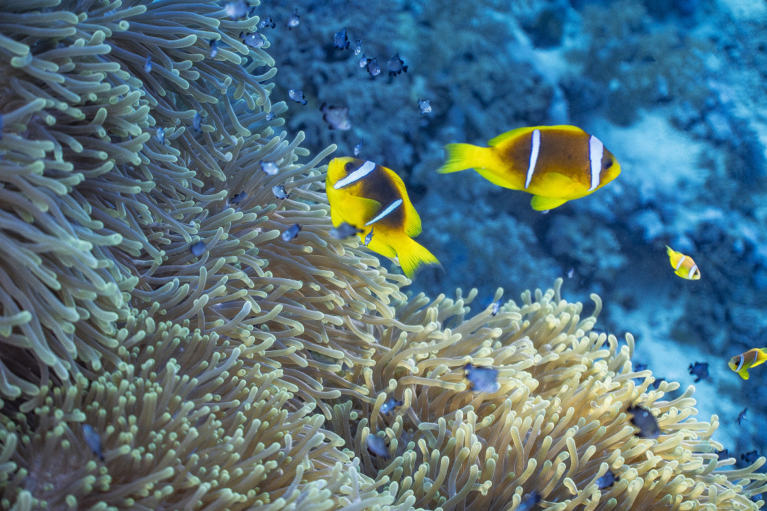 "Clownfish 65" stock image