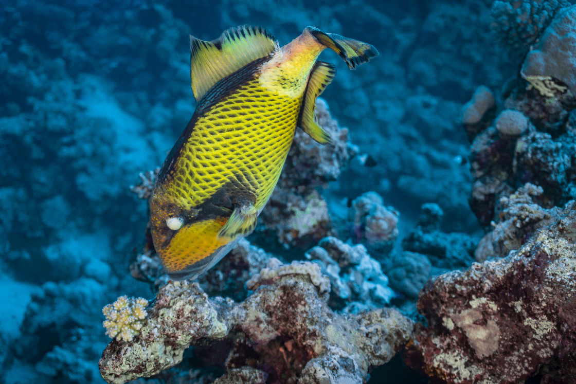 "Triggerfish 02" stock image