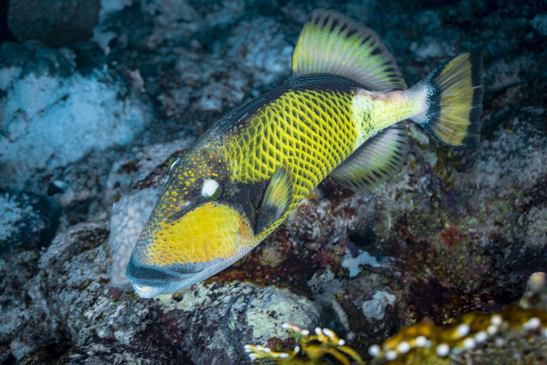 "Triggerfish 04" stock image