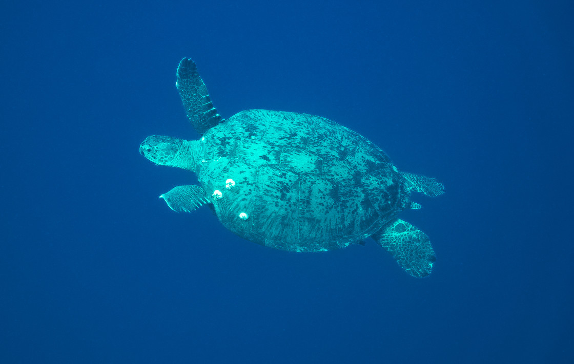 "Turtle 07" stock image