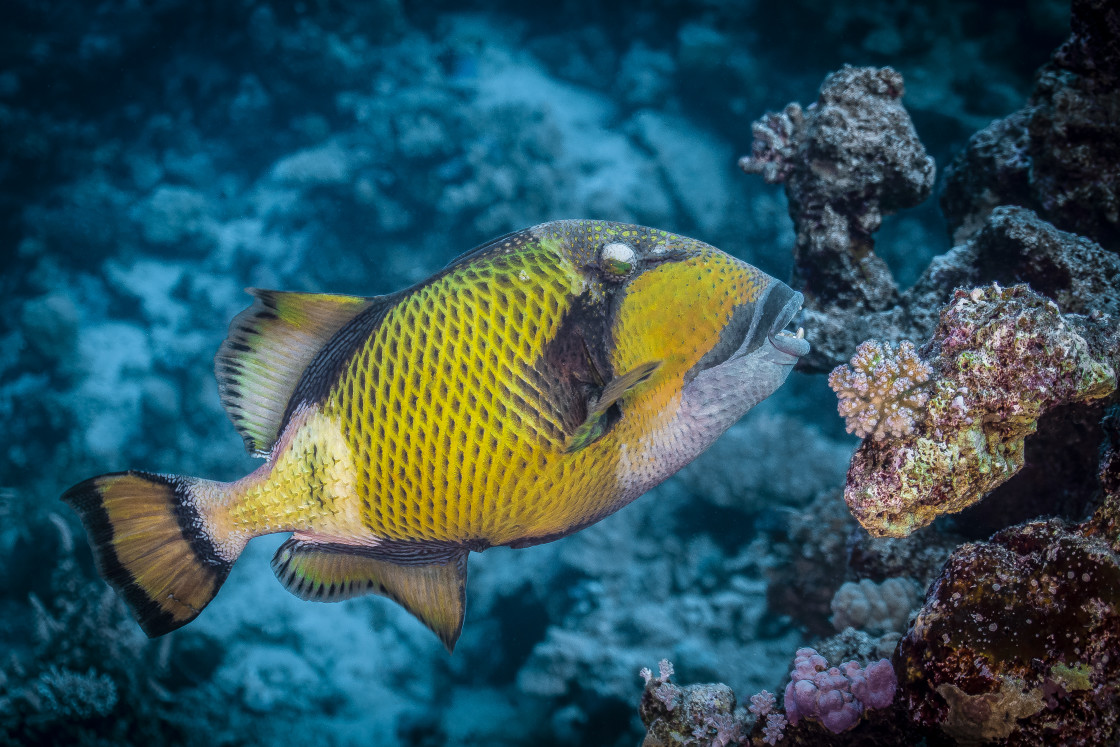 "Triggerfish 05" stock image