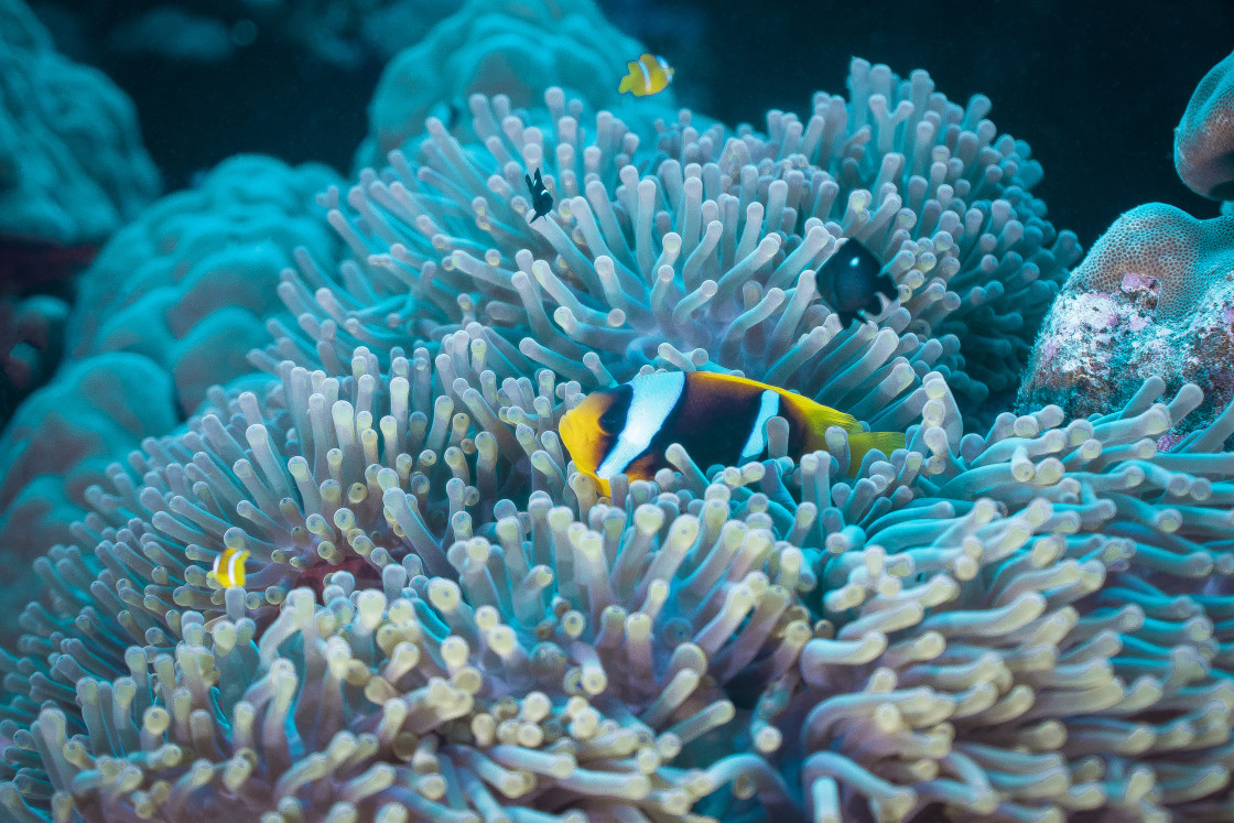 "Clownfish 74" stock image