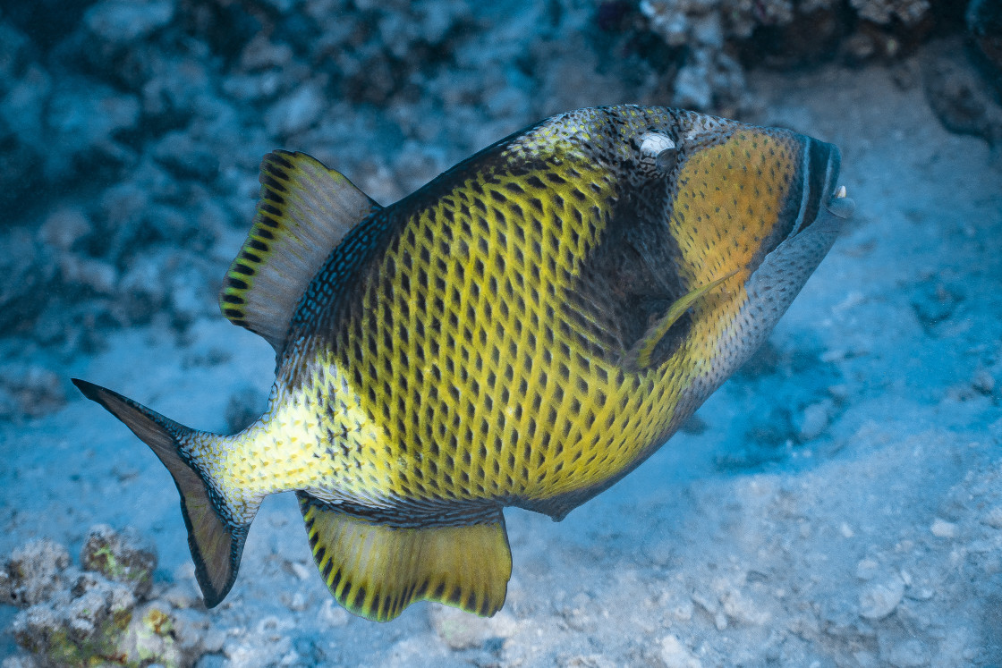 "Triggerfish 07" stock image