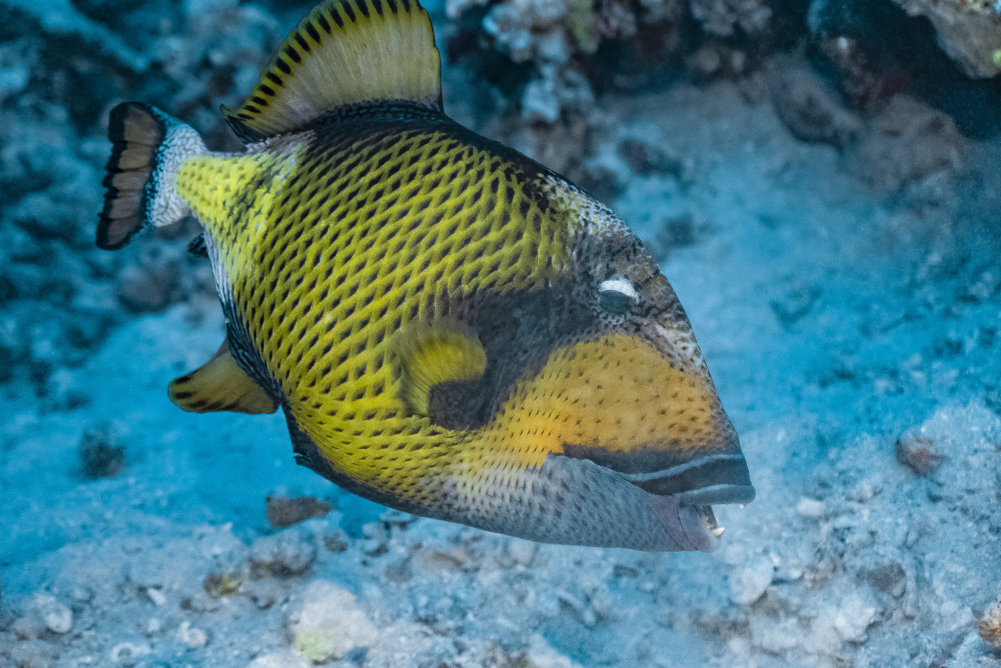 "Triggerfish 06" stock image