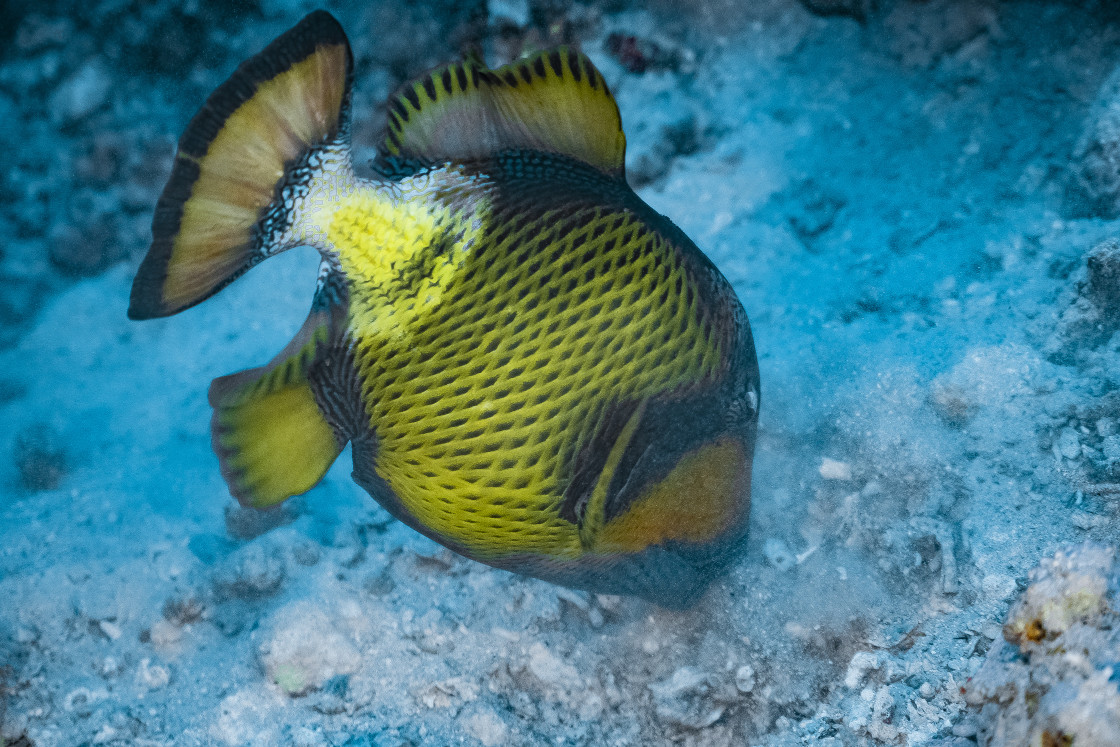 "Triggerfish 08" stock image