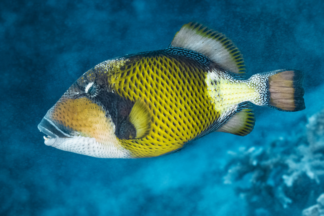 "Triggerfish 10" stock image