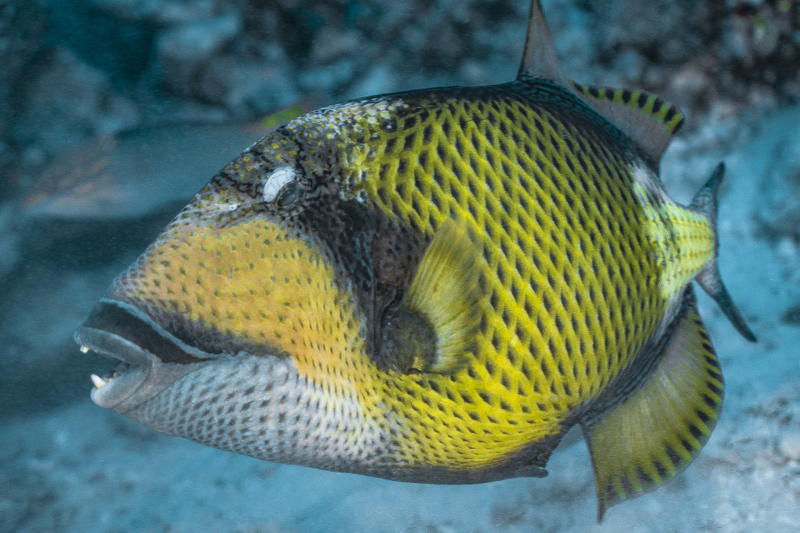 "Triggerfish 09" stock image