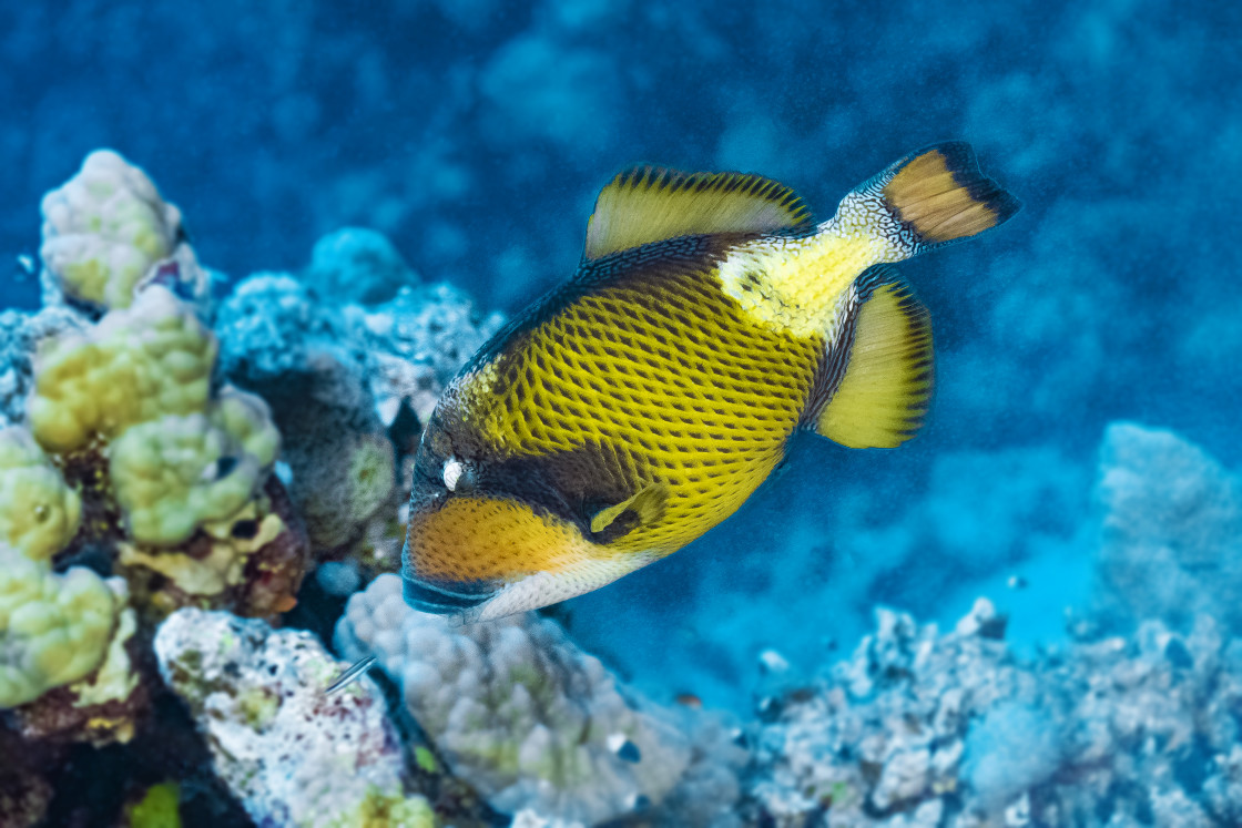 "Triggerfish 11" stock image