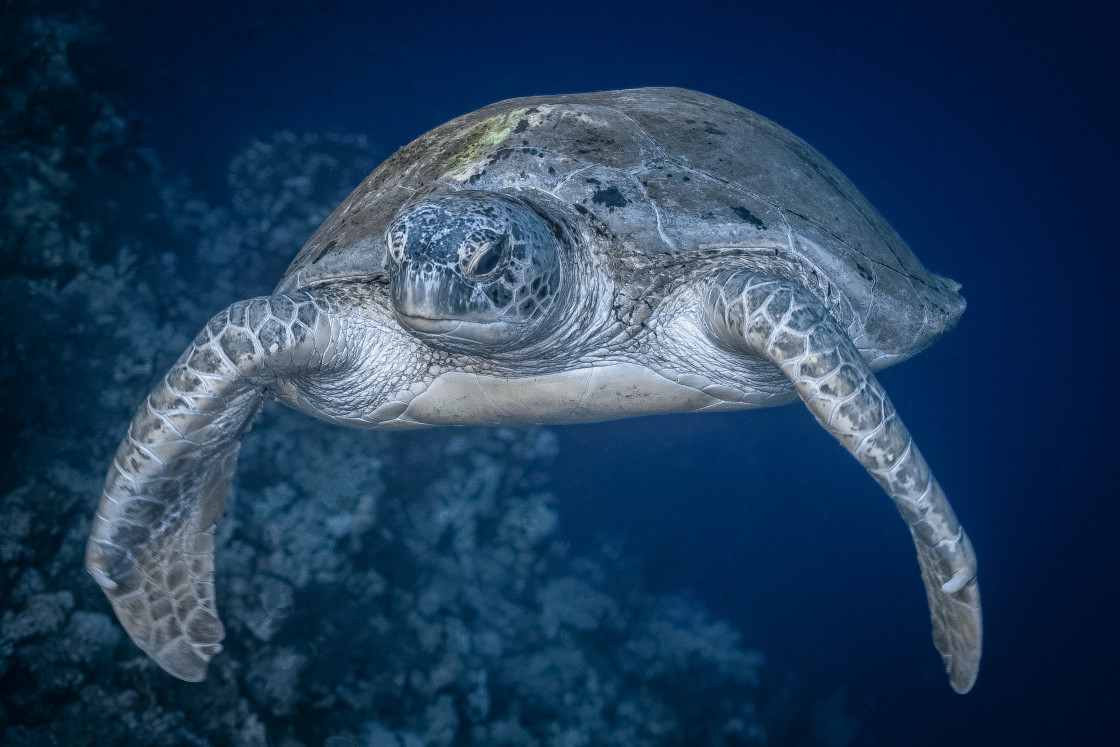 "Turtle 08" stock image