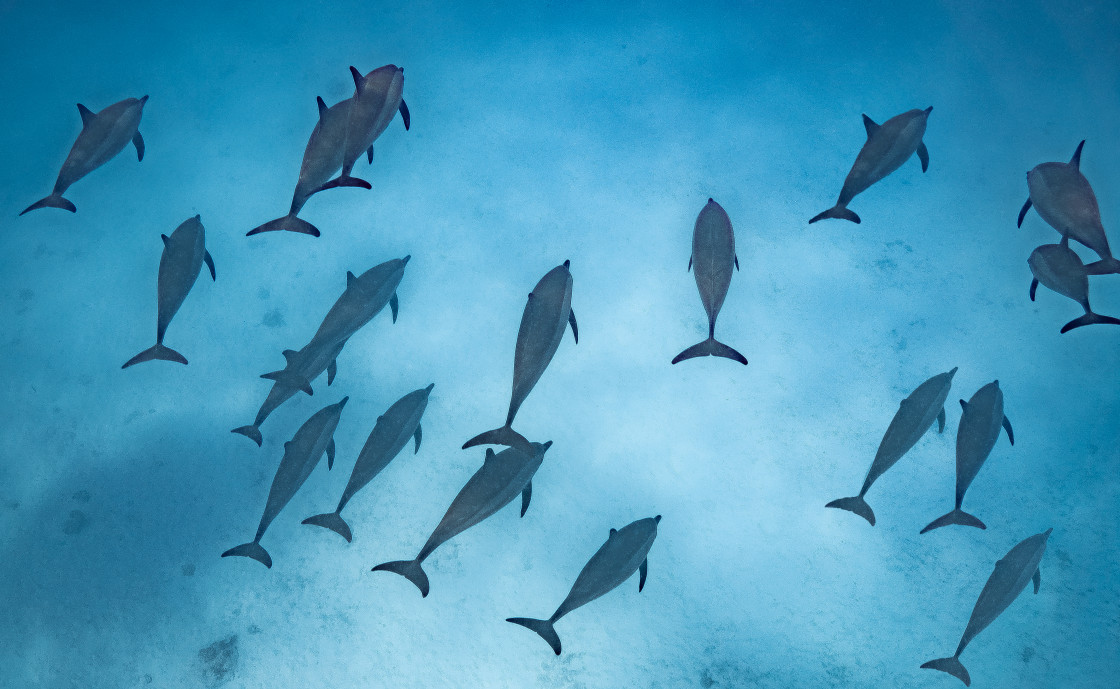 "Dolphin 15" stock image