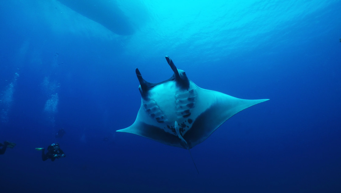 "Manta ray 01" stock image