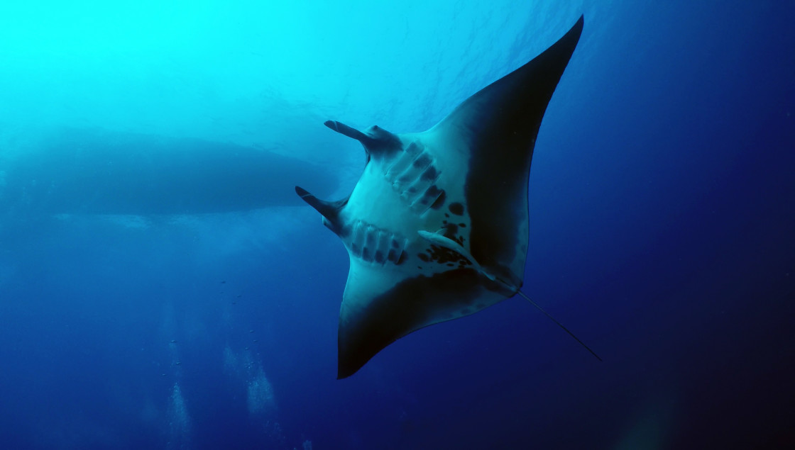 "Manta ray 02" stock image