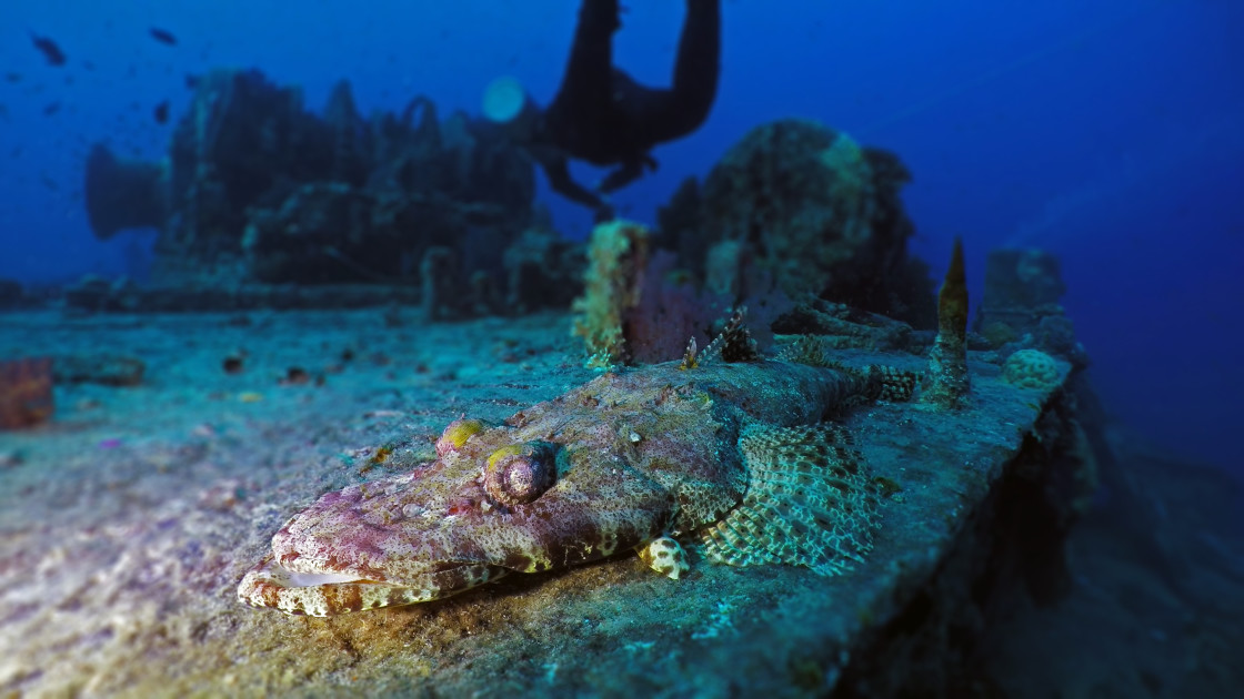 "Crocodile fish 04" stock image