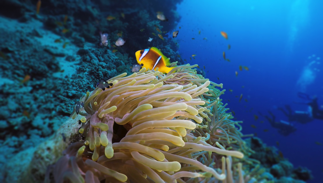 "Clownfish 87" stock image