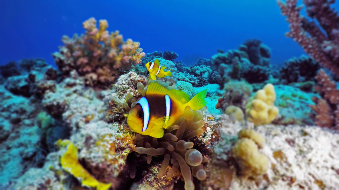 "Clownfish 93" stock image