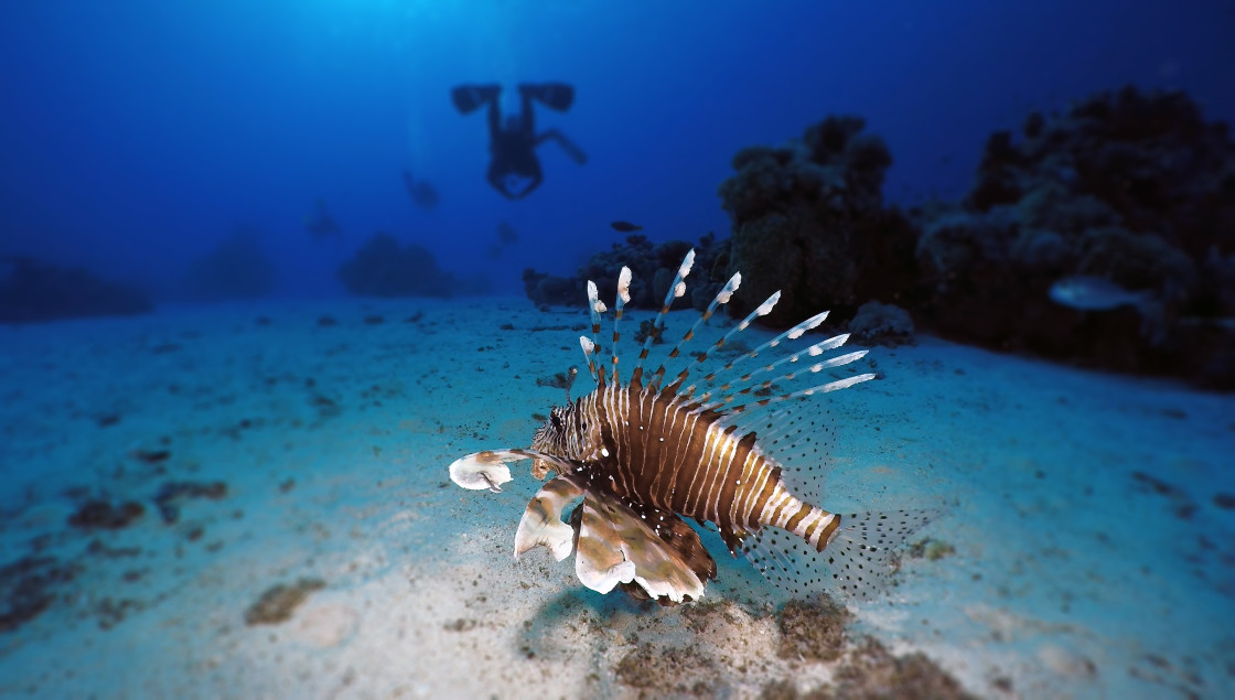 "Lionfish 04" stock image