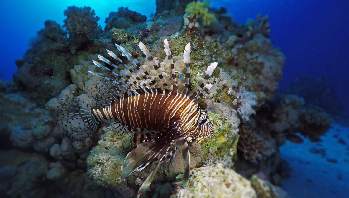 "Lionfish 08" stock image