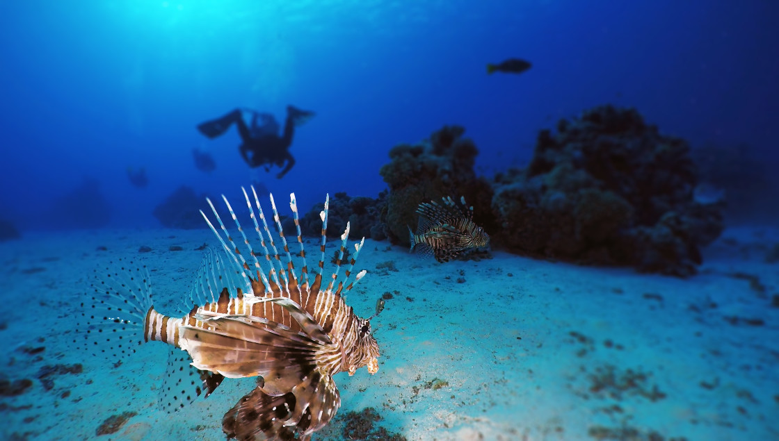 "Lionfish 03" stock image