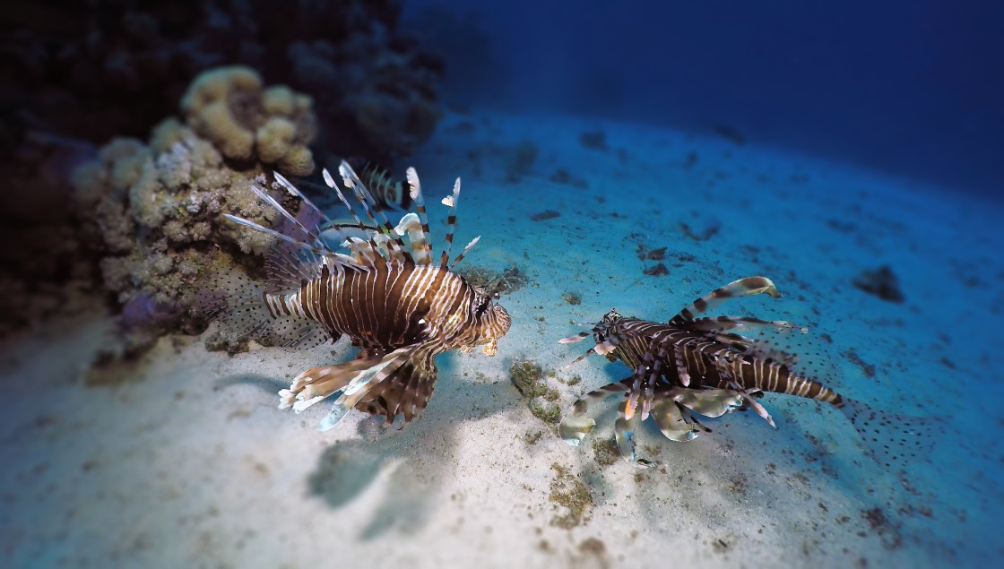 "Lionfish 06" stock image