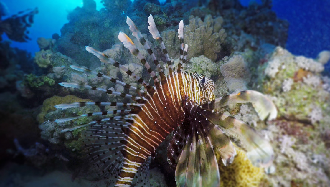 "Lionfish 07" stock image