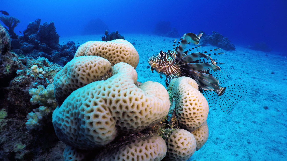 "Lionfish 11" stock image