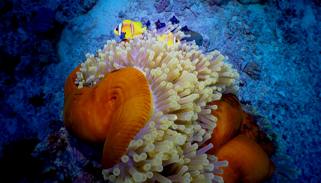 "Clownfish 96" stock image