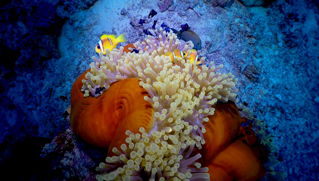 "Clownfish 97" stock image