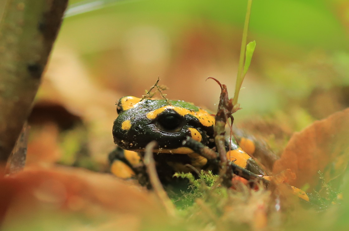 "Spotted salamander" stock image