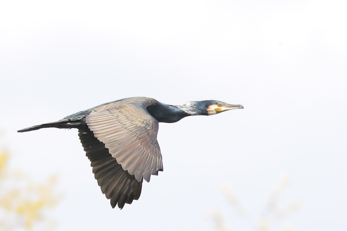 "Flyby" stock image