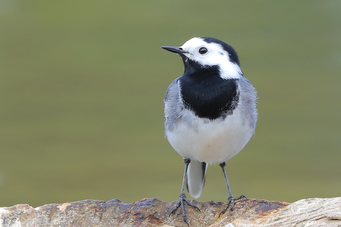 "wagtail" stock image