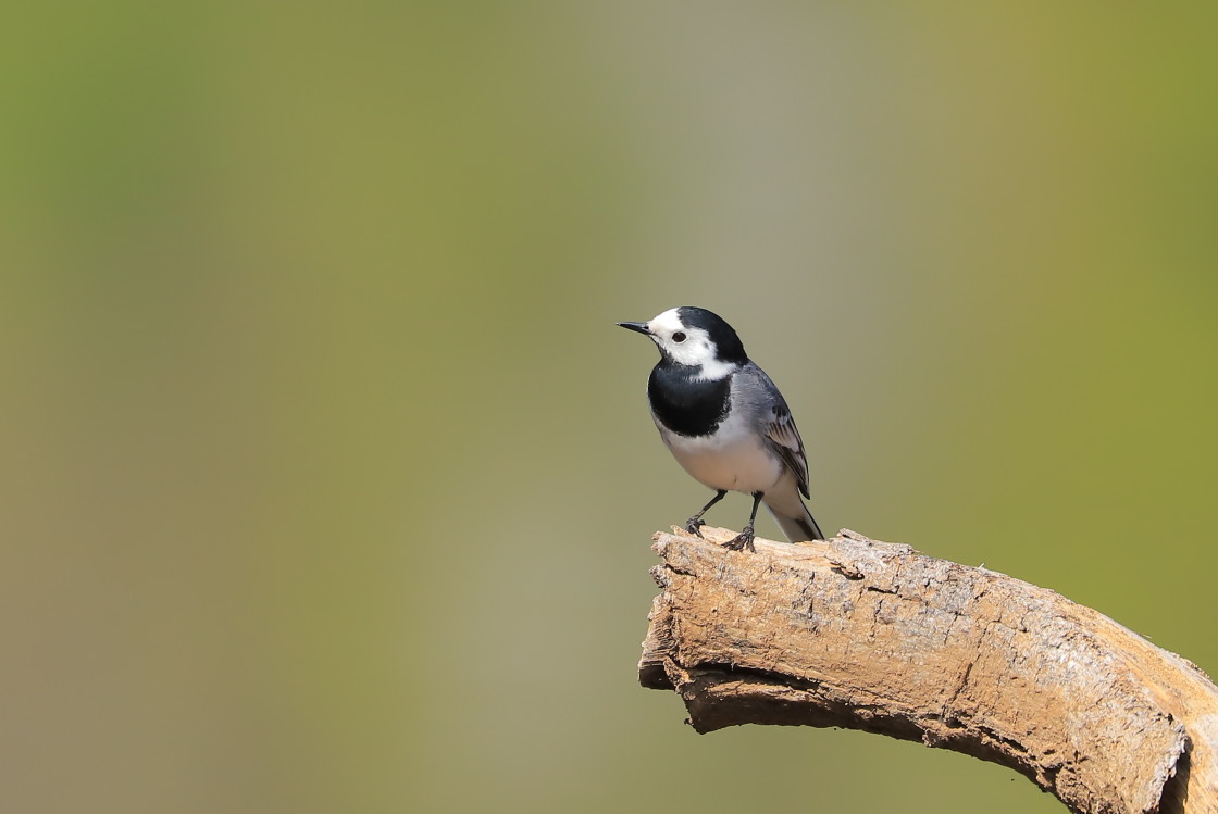 "Wagtail" stock image