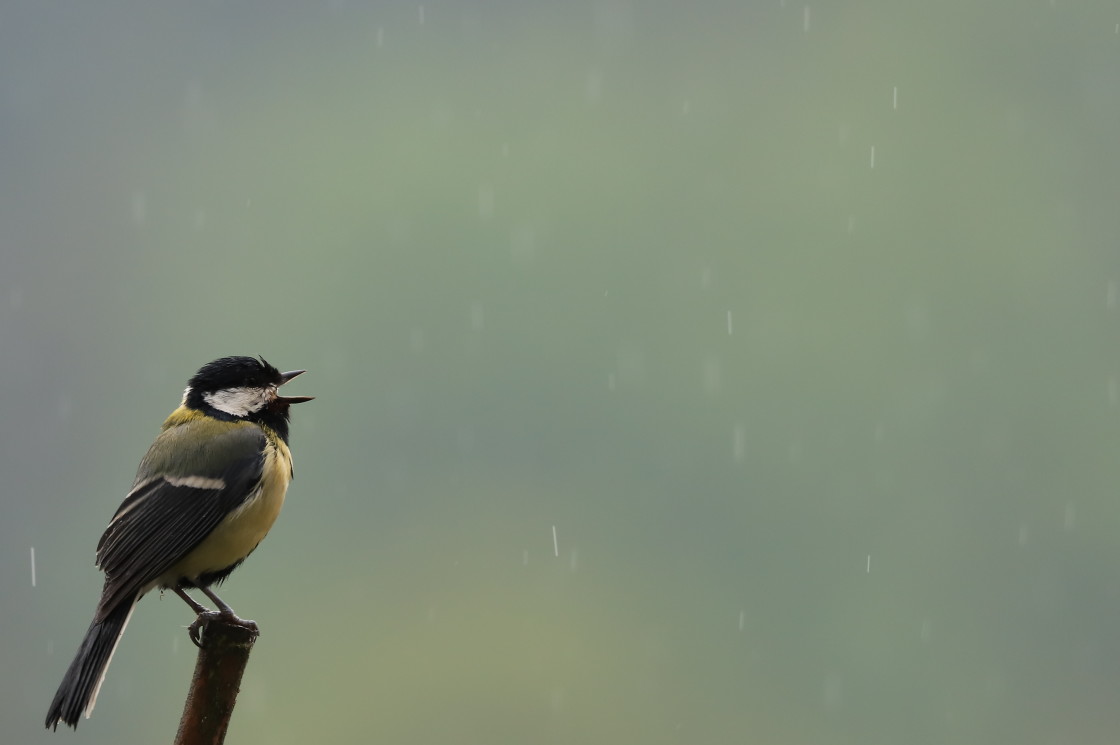 "Singing in the rain" stock image