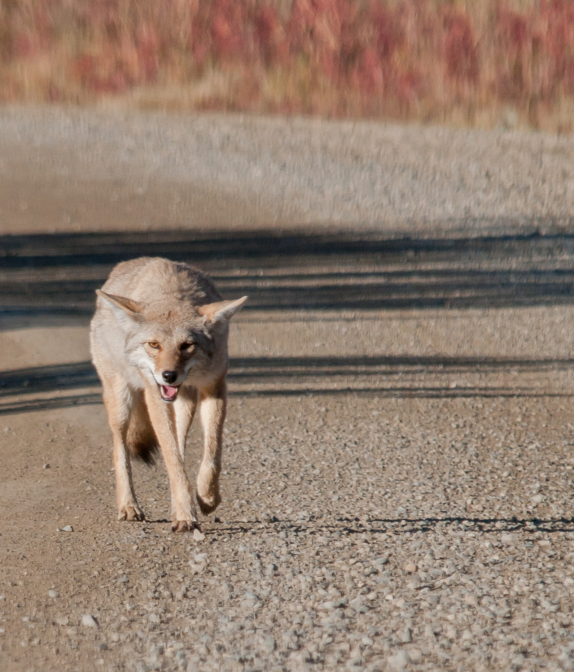 "Coyote" stock image