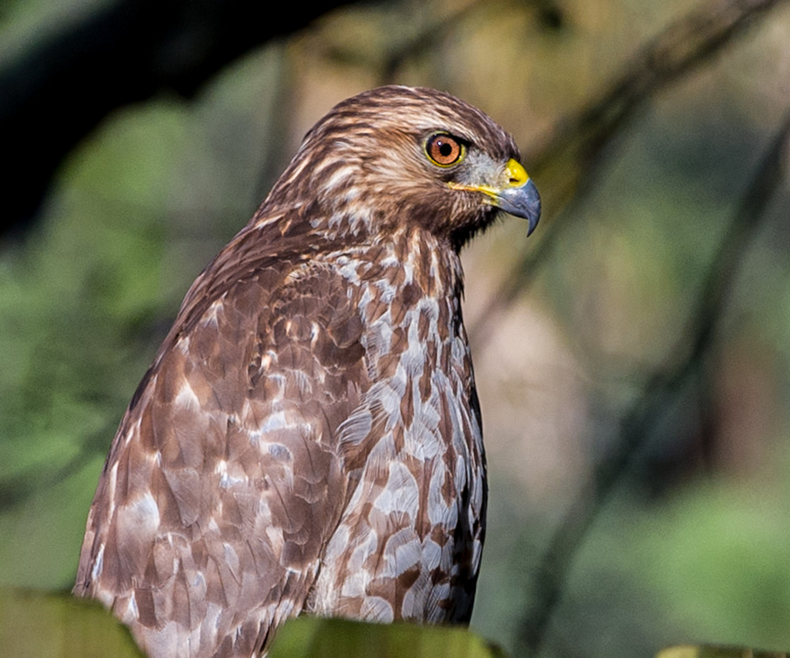 "Young hawk" stock image