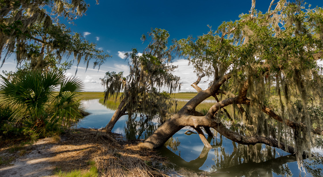 "Georgia marsh" stock image