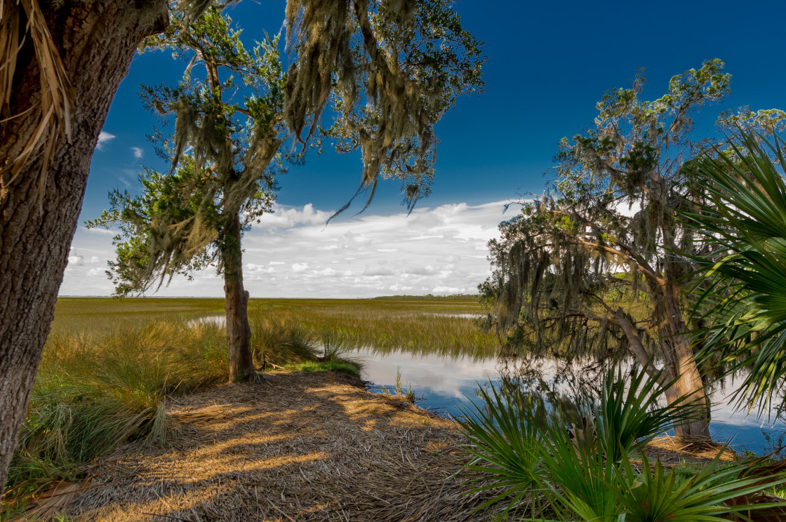 "Georgia marsh" stock image