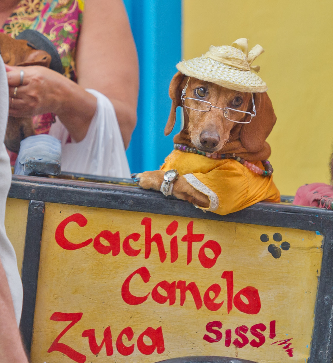 "Dachshund in a costume" stock image